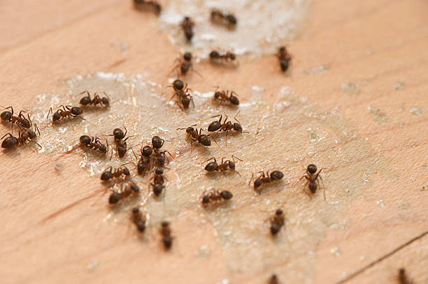 Best Best Pest Control Companies  in Grandyle Village, NY