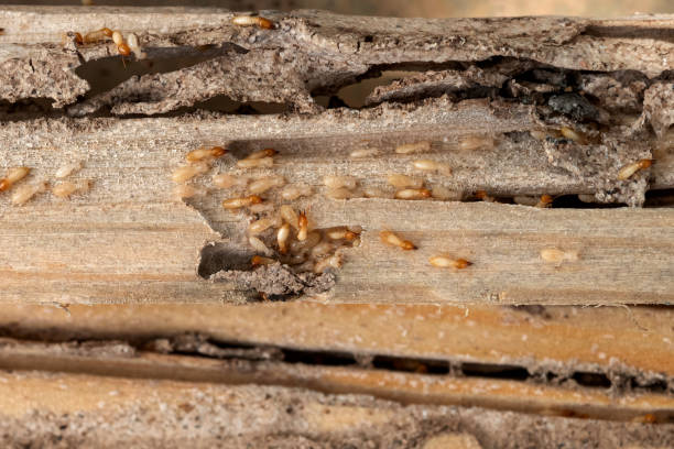 Professional Pest Control in Grandyle Village, NY