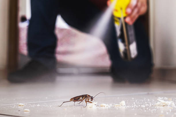 Trusted Grandyle Village, NY Pest Control Experts